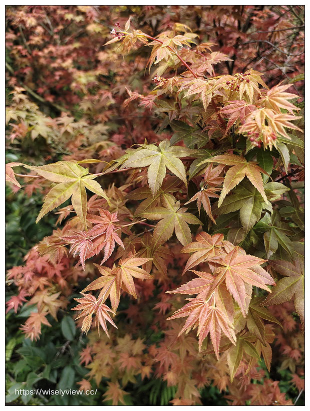陽明山櫻花季 2022︱東方寺吉野櫻、台北奧萬大楓紅