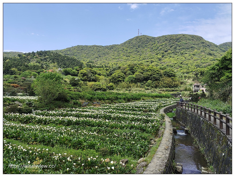 展昇海芋園。陽明山竹子湖海芋大道︱外圍免費環狀步道，百元入園費視野廣濶～陽明山海芋季2022