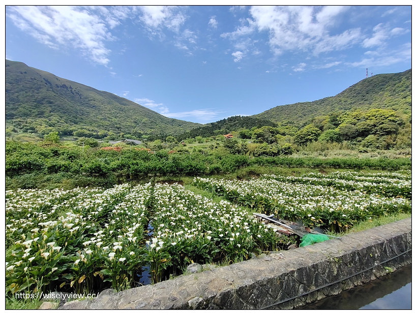 展昇海芋園。陽明山竹子湖海芋大道︱外圍免費環狀步道，百元入園費視野廣濶～陽明山海芋季2022