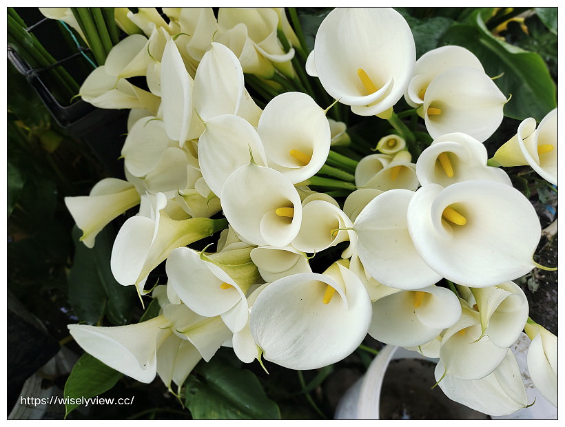 展昇海芋園。陽明山竹子湖海芋大道︱外圍免費環狀步道，百元入園費視野廣濶～陽明山海芋季2022