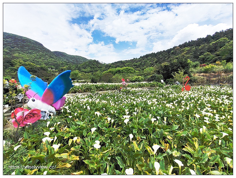 展昇海芋園。陽明山竹子湖海芋大道︱外圍免費環狀步道，百元入園費視野廣濶～陽明山海芋季2022