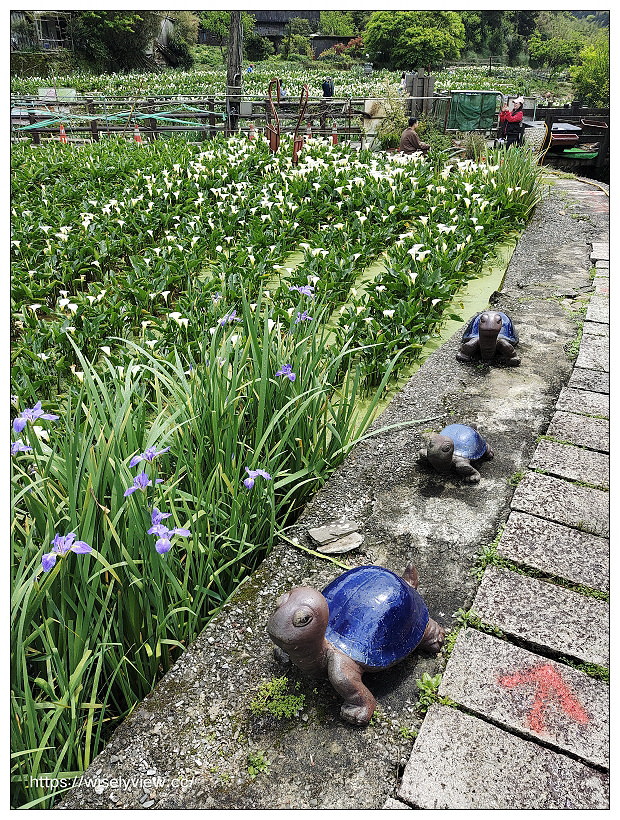 展昇海芋園。陽明山竹子湖海芋大道︱外圍免費環狀步道，百元入園費視野廣濶～陽明山海芋季2022