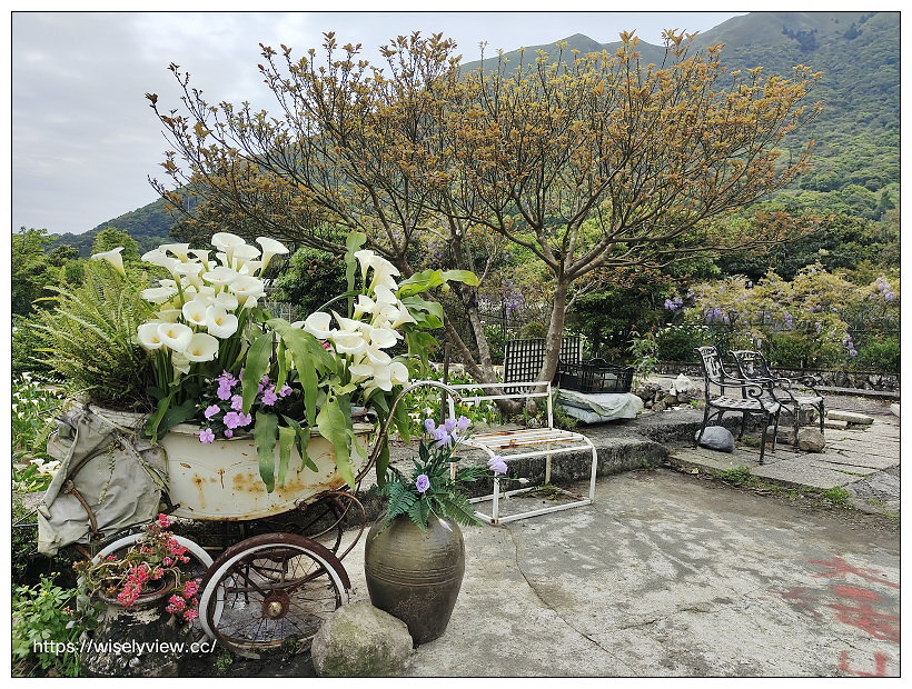 展昇海芋園。陽明山竹子湖海芋大道︱外圍免費環狀步道，百元入園費視野廣濶～陽明山海芋季2022
