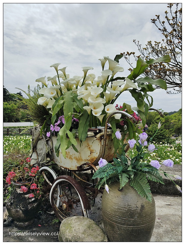 展昇海芋園。陽明山竹子湖海芋大道︱外圍免費環狀步道，百元入園費視野廣濶～陽明山海芋季2022