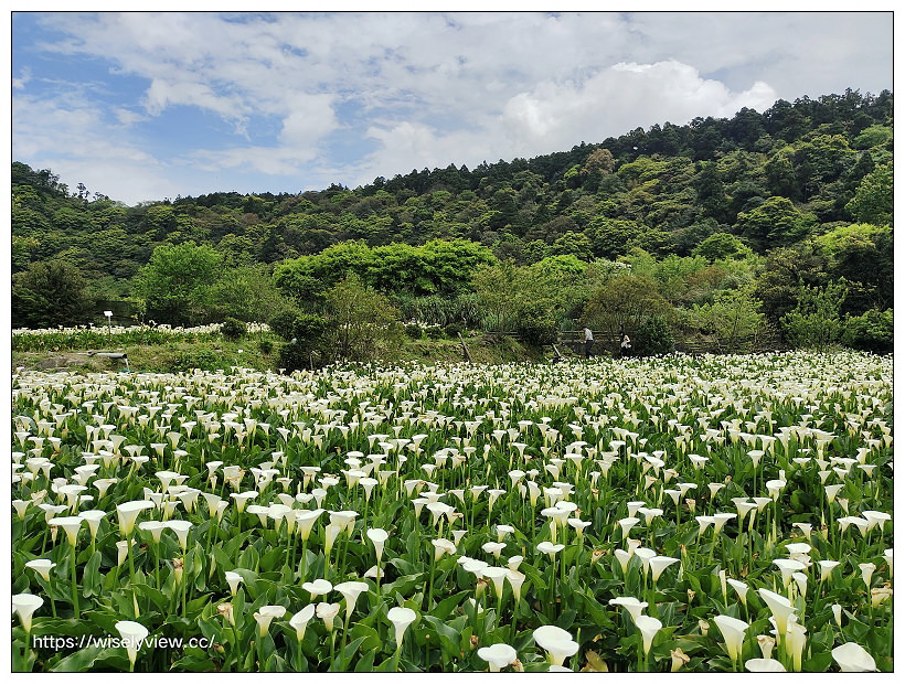 展昇海芋園。陽明山竹子湖海芋大道︱外圍免費環狀步道，百元入園費視野廣濶～陽明山海芋季2022