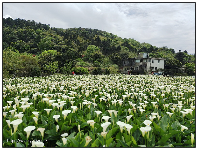 展昇海芋園。陽明山竹子湖海芋大道︱外圍免費環狀步道，百元入園費視野廣濶～陽明山海芋季2022