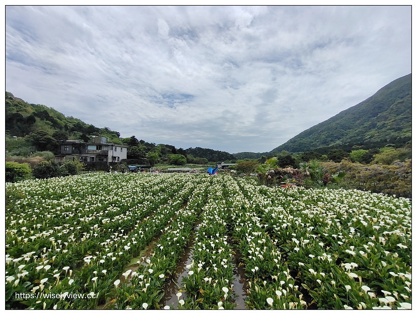 展昇海芋園。陽明山竹子湖海芋大道︱外圍免費環狀步道，百元入園費視野廣濶～陽明山海芋季2022