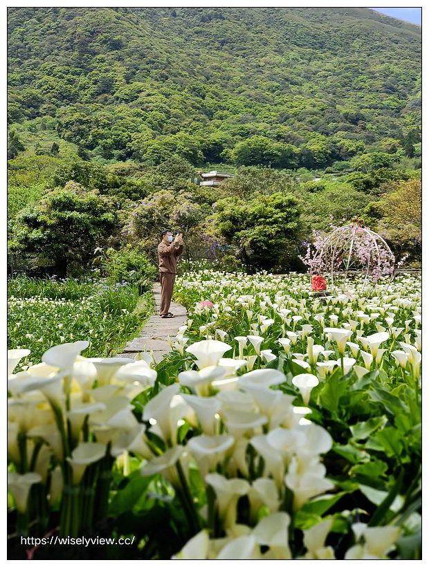 展昇海芋園。陽明山竹子湖海芋大道︱外圍免費環狀步道，百元入園費視野廣濶～陽明山海芋季2022