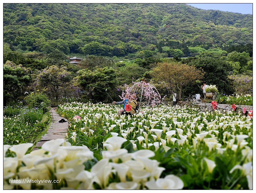 展昇海芋園。陽明山竹子湖海芋大道︱外圍免費環狀步道，百元入園費視野廣濶～陽明山海芋季2022