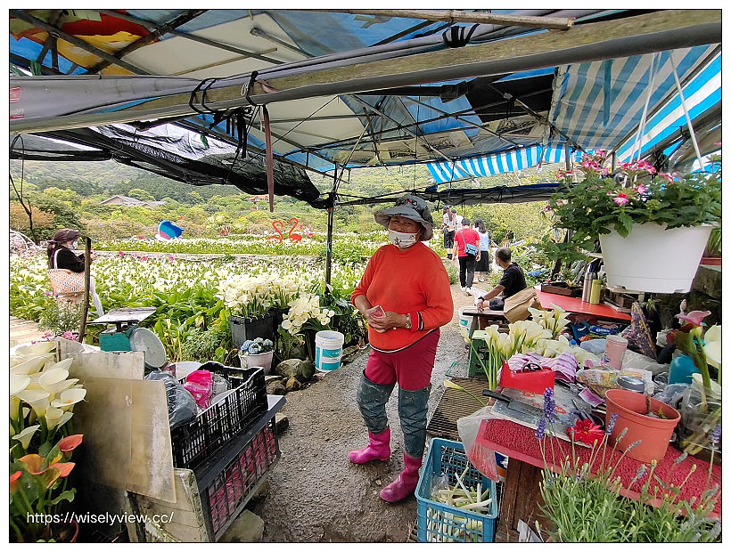 展昇海芋園。陽明山竹子湖海芋大道︱外圍免費環狀步道，百元入園費視野廣濶～陽明山海芋季2022