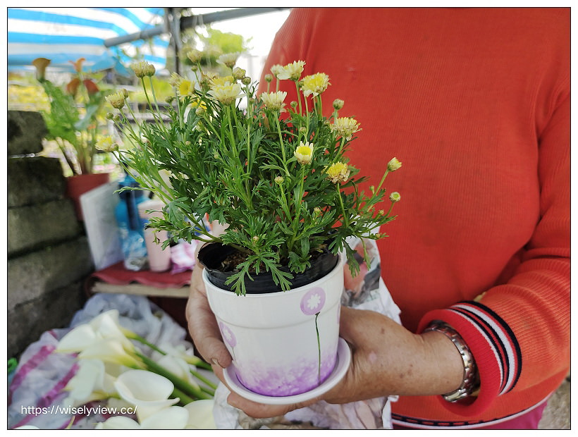 展昇海芋園。陽明山竹子湖海芋大道︱外圍免費環狀步道，百元入園費視野廣濶～陽明山海芋季2022