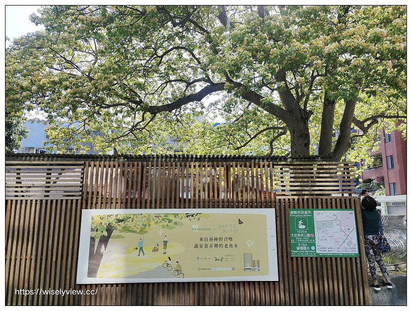 台電加羅魚林木︱台北鬧區溫州公園旁金黃美景 台電加羅魚林木︱台北鬧區溫州公園旁金黃美景