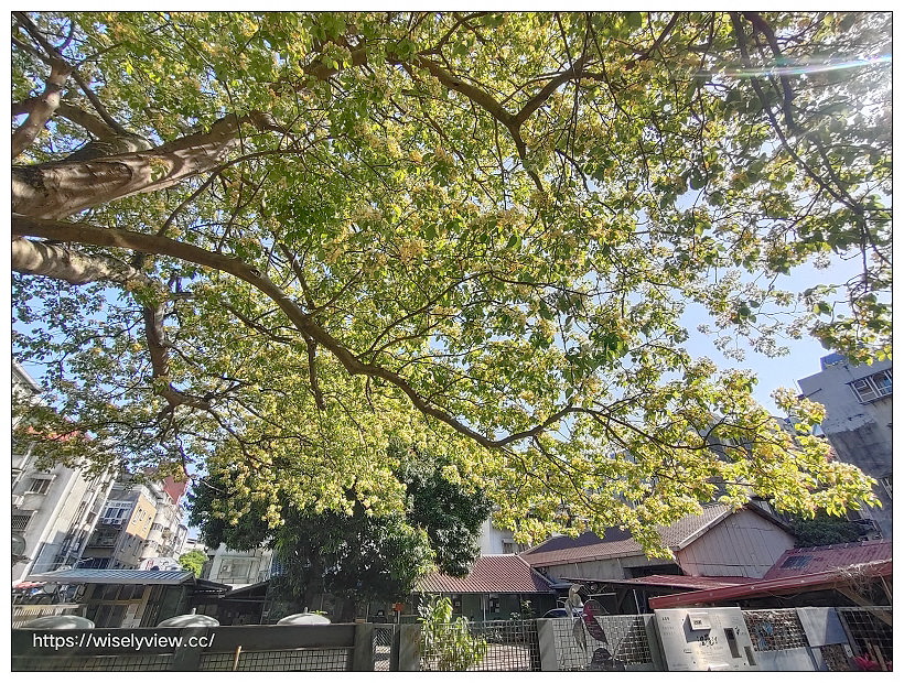 台電加羅魚林木︱台北鬧區溫州公園旁金黃美景 台電加羅魚林木︱台北鬧區溫州公園旁金黃美景