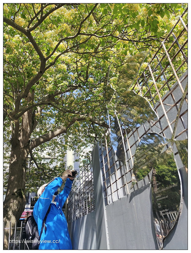 台電加羅魚林木︱台北鬧區溫州公園旁金黃美景 台電加羅魚林木︱台北鬧區溫州公園旁金黃美景