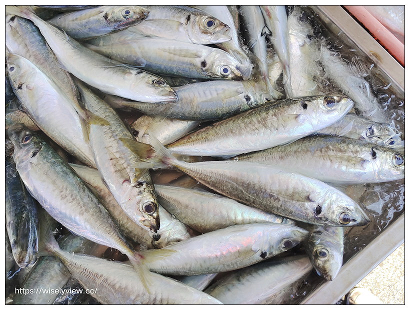 宜蘭景點︱大溪大安廟前籃球場-夢幻海景秘境、頭城大溪漁港-平價漁獲採買～頭城景點 x 宜蘭IG打卡秘境