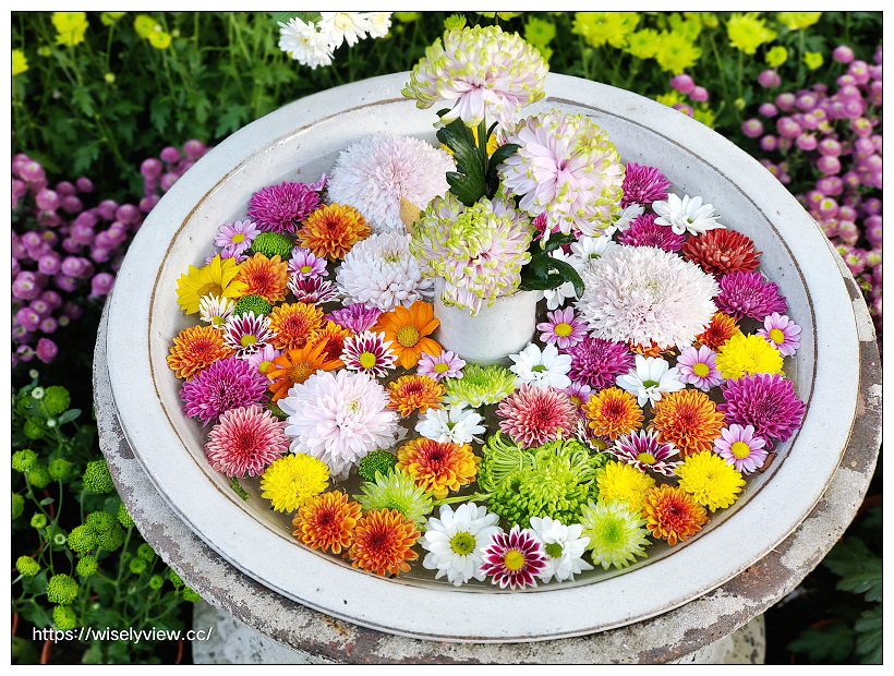 2022士林官邸菊展。「菊耀20」11/25-12/11︱內容重點、交通資訊、活動時間