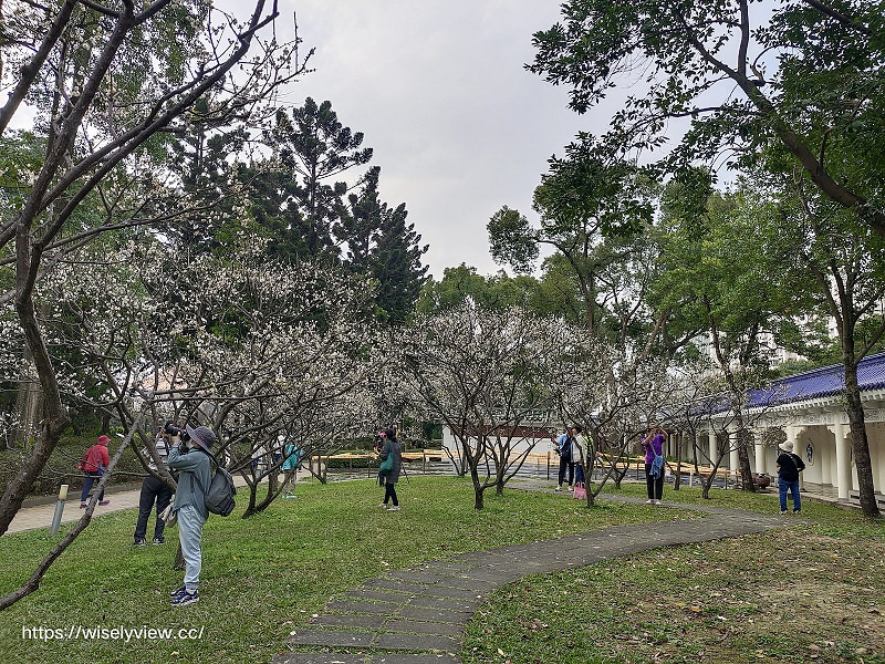台北景點。中正紀念堂梅園︱宮粉梅、果梅、純香梅花，賞花期一月中至二月初～手機相機拍攝分享
