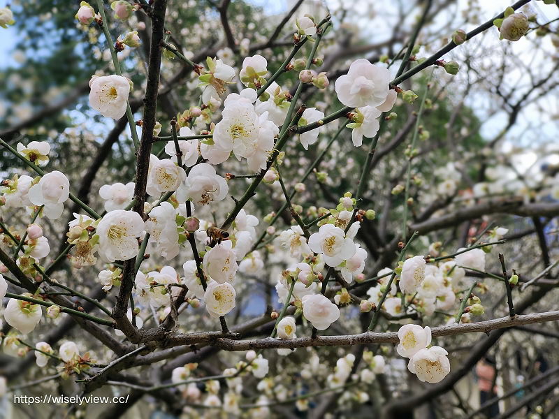 台北景點。中正紀念堂梅園︱宮粉梅、果梅、純香梅花，賞花期一月中至二月初～手機相機拍攝分享