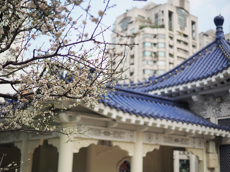 台北景點。中正紀念堂梅園︱宮粉梅、果梅、純香梅花，賞花期一月中至二月初～手機相機拍攝分享