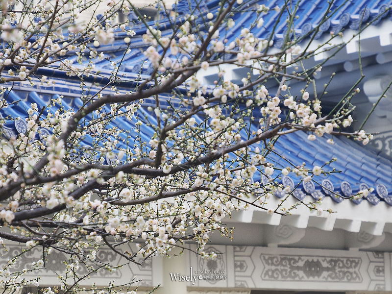 台北景點。中正紀念堂梅園︱宮粉梅、果梅、純香梅花，賞花期一月中至二月初～手機相機拍攝分享