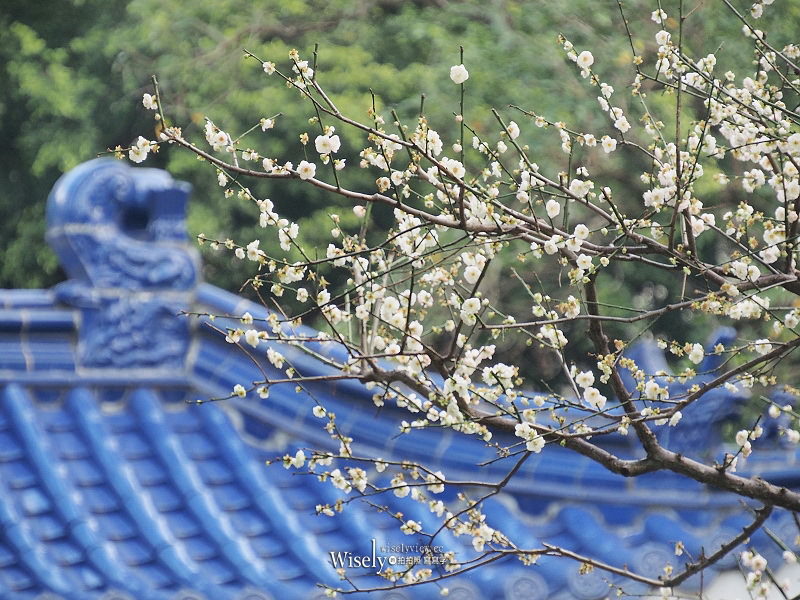 台北景點。中正紀念堂梅園︱宮粉梅、果梅、純香梅花，賞花期一月中至二月初～手機相機拍攝分享