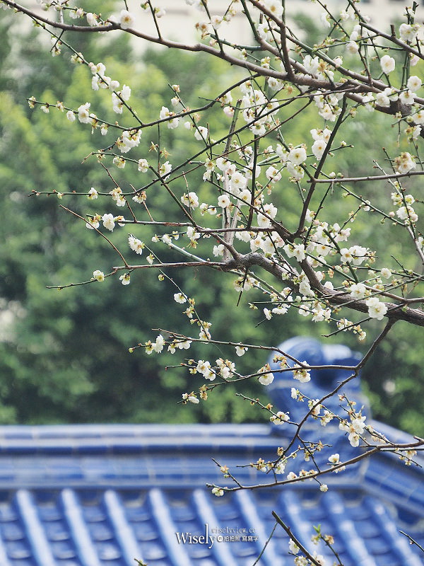 台北景點。中正紀念堂梅園︱宮粉梅、果梅、純香梅花，賞花期一月中至二月初～手機相機拍攝分享