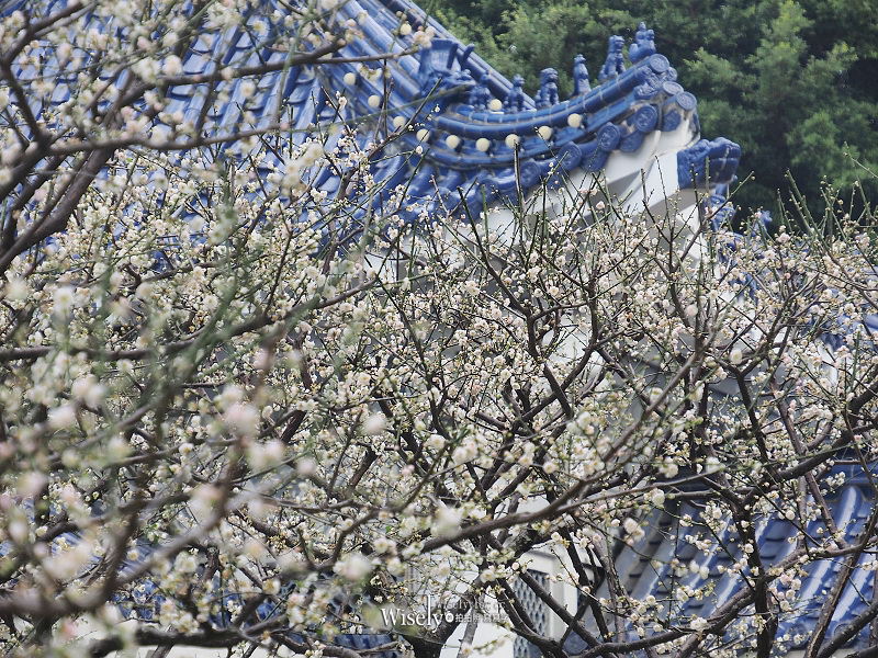 台北景點。中正紀念堂梅園︱宮粉梅、果梅、純香梅花，賞花期一月中至二月初～手機相機拍攝分享