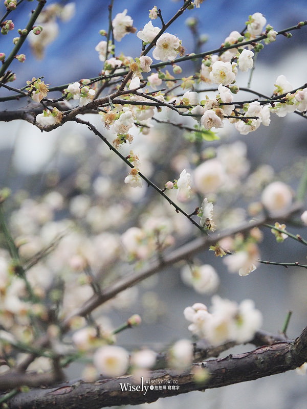 台北景點。中正紀念堂梅園︱宮粉梅、果梅、純香梅花，賞花期一月中至二月初～手機相機拍攝分享