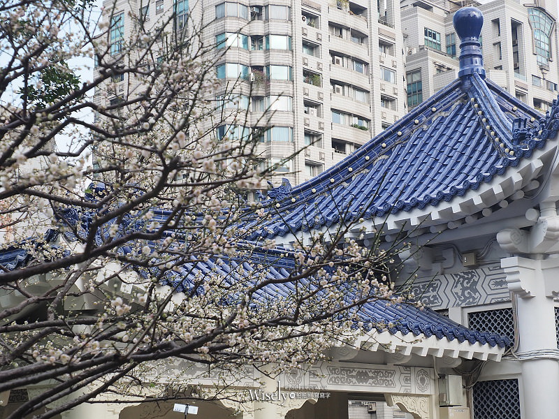 台北景點。中正紀念堂梅園︱宮粉梅、果梅、純香梅花，賞花期一月中至二月初～手機相機拍攝分享