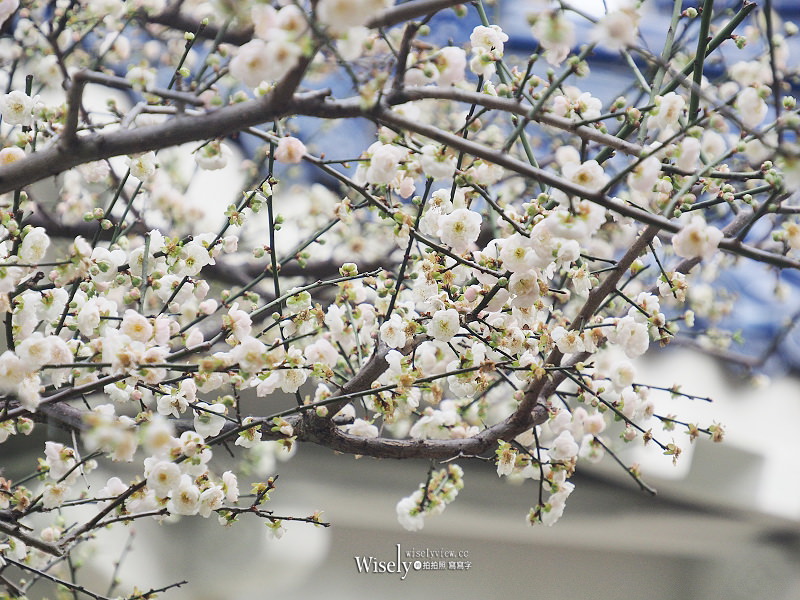 台北景點。中正紀念堂梅園︱宮粉梅、果梅、純香梅花，賞花期一月中至二月初～手機相機拍攝分享