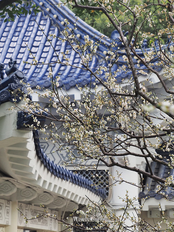 台北景點。中正紀念堂梅園︱宮粉梅、果梅、純香梅花，賞花期一月中至二月初～手機相機拍攝分享