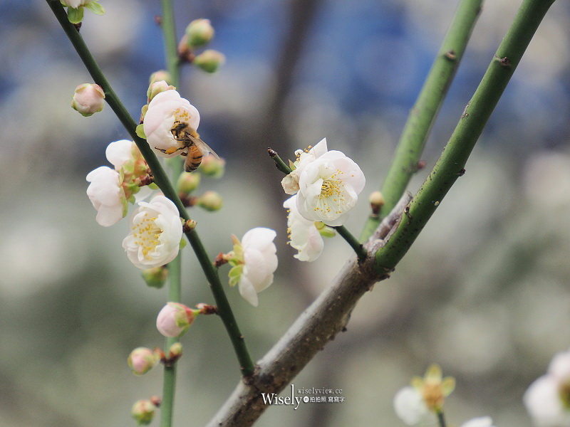 台北景點。中正紀念堂梅園︱宮粉梅、果梅、純香梅花，賞花期一月中至二月初～手機相機拍攝分享