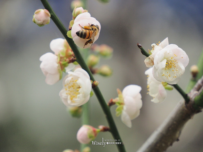 台北景點。中正紀念堂梅園︱宮粉梅、果梅、純香梅花，賞花期一月中至二月初～手機相機拍攝分享