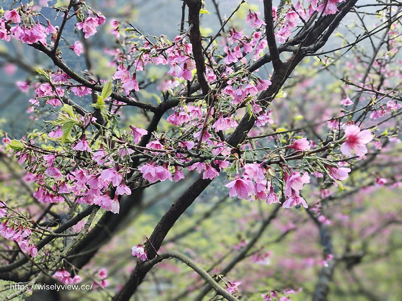 新北櫻花景點。三峽大熊櫻花林（粉紅櫻花隧道）︱夜櫻照片分享：香水櫻、福爾摩沙櫻、台灣八重櫻