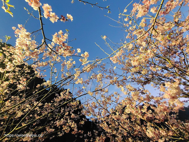 新北櫻花景點。三峽大熊櫻花林（粉紅櫻花隧道）︱夜櫻照片分享：香水櫻、福爾摩沙櫻、台灣八重櫻