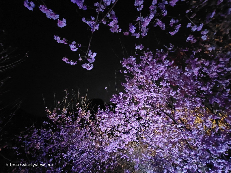 新北櫻花景點。三峽大熊櫻花林（粉紅櫻花隧道）︱夜櫻照片分享：香水櫻、福爾摩沙櫻、台灣八重櫻