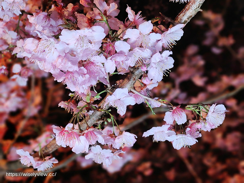 新北櫻花景點。三峽大熊櫻花林（粉紅櫻花隧道）︱夜櫻照片分享：香水櫻、福爾摩沙櫻、台灣八重櫻