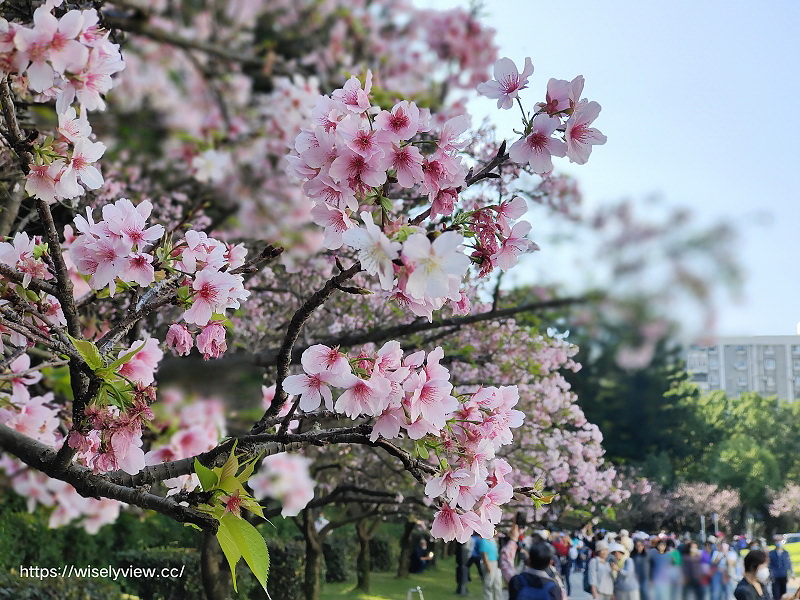 台北賞櫻景點。中正紀念堂︱2月下旬盛開粉紅大漁櫻 台北賞櫻景點。中正紀念堂︱2月下旬盛開粉紅大漁櫻
