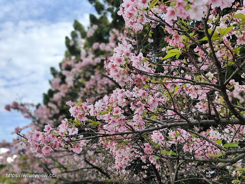 台北賞櫻景點。中正紀念堂︱2月下旬盛開粉紅大漁櫻 台北賞櫻景點。中正紀念堂︱2月下旬盛開粉紅大漁櫻