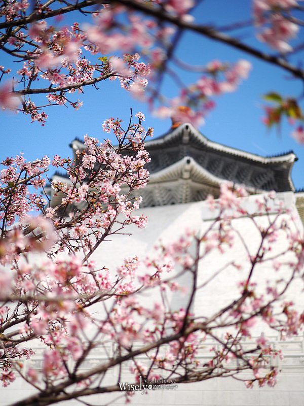 台北賞櫻景點。中正紀念堂︱2月下旬盛開粉紅大漁櫻 台北賞櫻景點。中正紀念堂︱2月下旬盛開粉紅大漁櫻