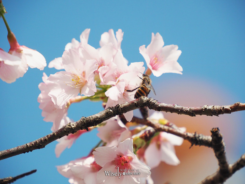 台北賞櫻景點。中正紀念堂︱2月下旬盛開粉紅大漁櫻 台北賞櫻景點。中正紀念堂︱2月下旬盛開粉紅大漁櫻