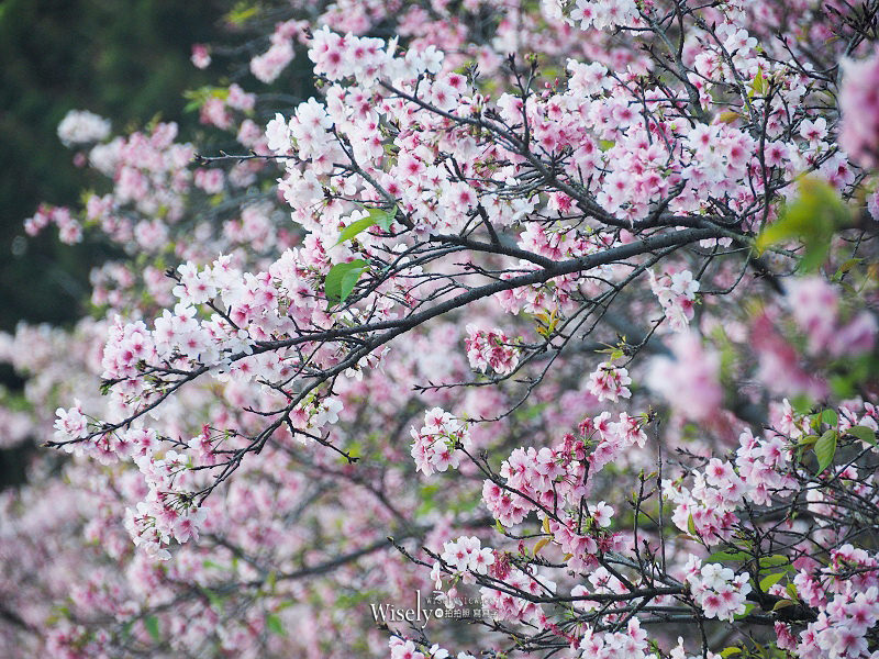 台北賞櫻景點。中正紀念堂︱2月下旬盛開粉紅大漁櫻 台北賞櫻景點。中正紀念堂︱2月下旬盛開粉紅大漁櫻