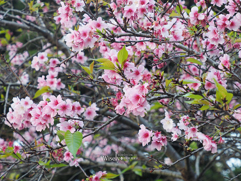 台北賞櫻景點。中正紀念堂︱2月下旬盛開粉紅大漁櫻 台北賞櫻景點。中正紀念堂︱2月下旬盛開粉紅大漁櫻