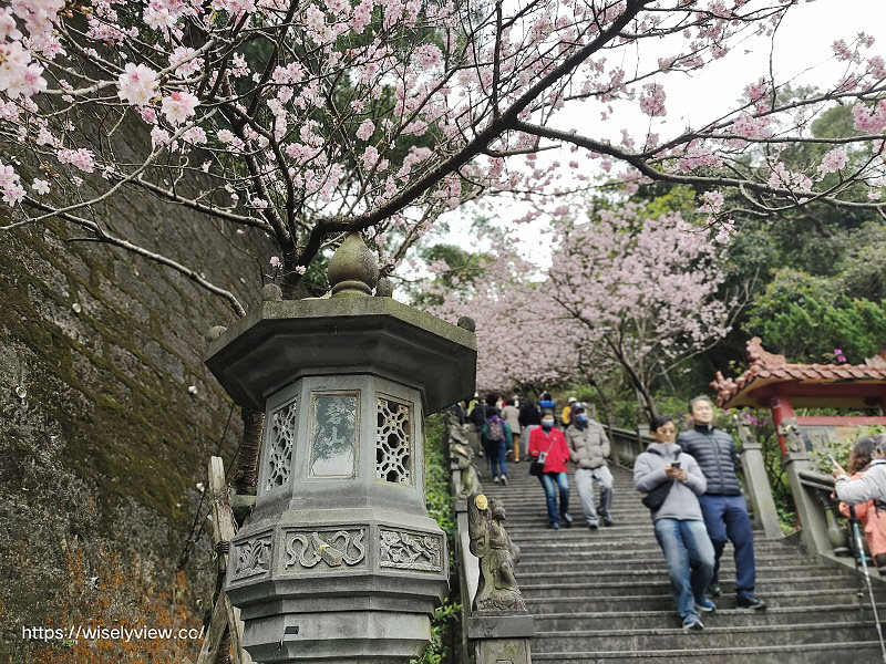 台北賞櫻景點。碧山巖 階梯櫻花隧道︱浪漫粉紅椿寒櫻二月中旬盛開～花況交通停車路線分享