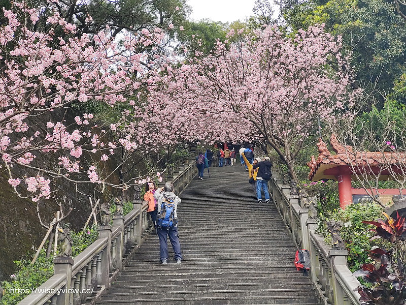 台北賞櫻景點。碧山巖 階梯櫻花隧道︱浪漫粉紅椿寒櫻二月中旬盛開～花況交通停車路線分享