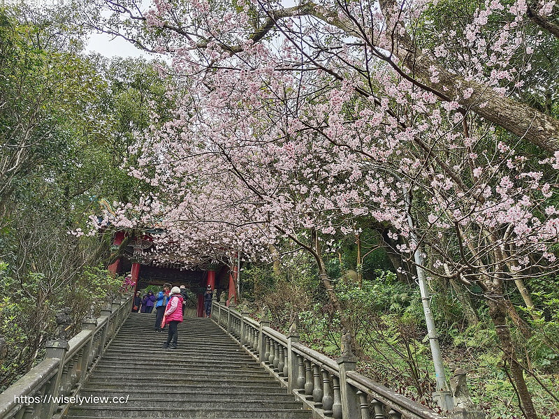 台北賞櫻景點。碧山巖 階梯櫻花隧道︱浪漫粉紅椿寒櫻二月中旬盛開～花況交通停車路線分享