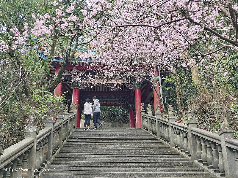 台北賞櫻景點。碧山巖 階梯櫻花隧道︱浪漫粉紅椿寒櫻二月中旬盛開～花況交通停車路線分享