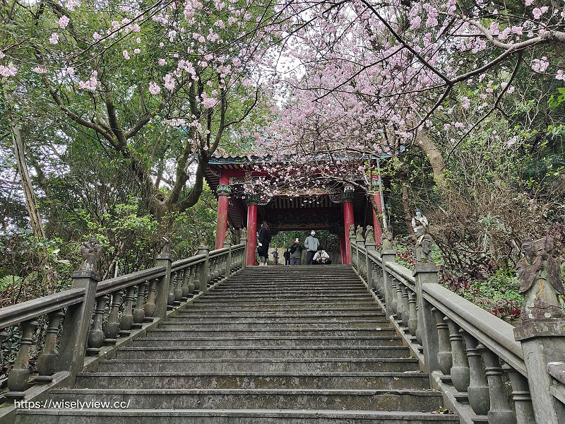 台北賞櫻景點。碧山巖 階梯櫻花隧道︱浪漫粉紅椿寒櫻二月中旬盛開～花況交通停車路線分享
