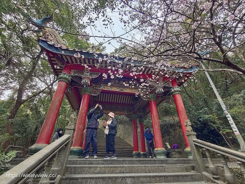 台北賞櫻景點。碧山巖 階梯櫻花隧道︱浪漫粉紅椿寒櫻二月中旬盛開～花況交通停車路線分享