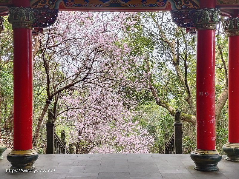 台北賞櫻景點。碧山巖 階梯櫻花隧道︱浪漫粉紅椿寒櫻二月中旬盛開～花況交通停車路線分享